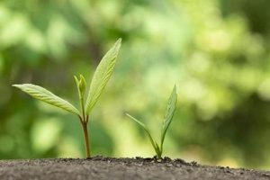 New Baby Plant Care: Growing Strong Seedlings! | Baby Care 101: Essential Tips for Happy, Healthy Babies