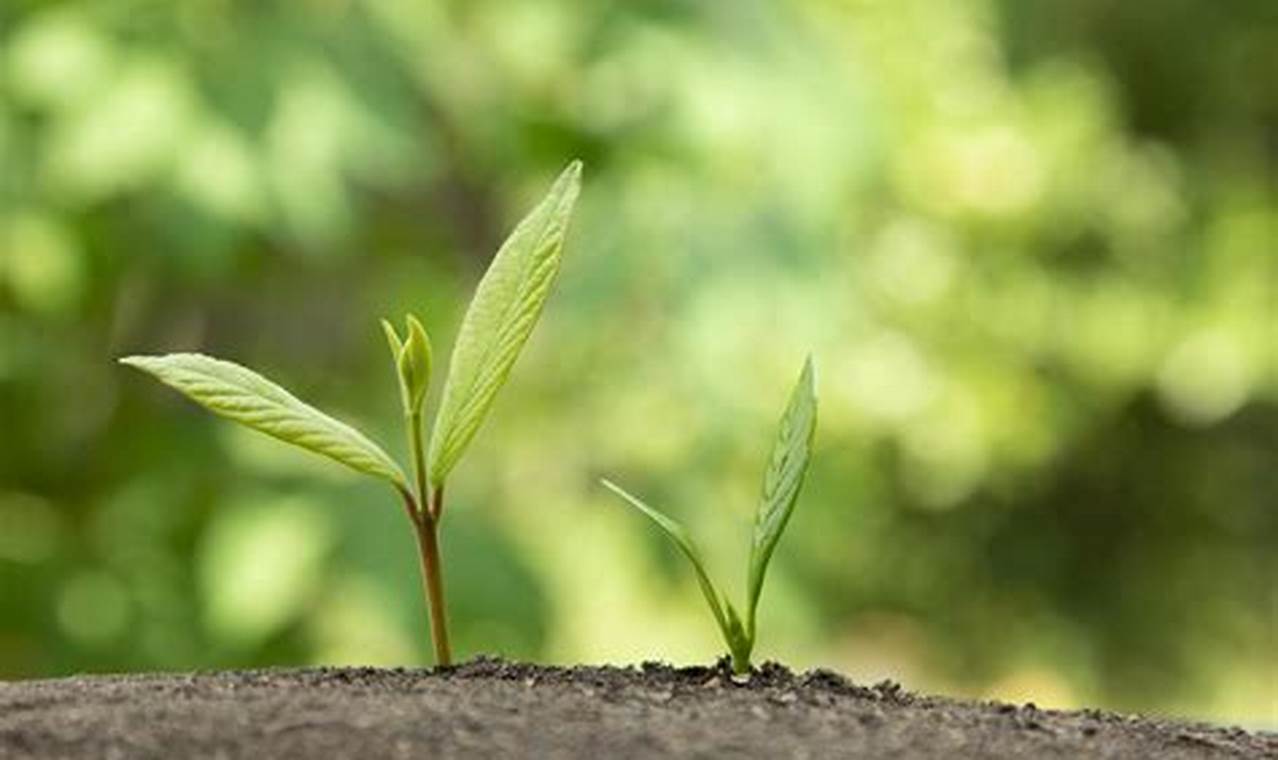 New Baby Plant Care: Growing Strong Seedlings! | Baby Care 101: Essential Tips for Happy, Healthy Babies