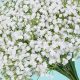 Unveiling "Baby Breath in Spanish": Uses &amp; More! | Baby Care 101: Essential Tips for Happy, Healthy Babies