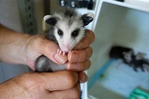 Ultimate Baby Opossum Care Guide: Tips &amp; Secrets | Baby Care 101: Essential Tips for Happy, Healthy Babies