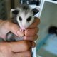 Ultimate Baby Opossum Care Guide: Tips &amp; Secrets | Baby Care 101: Essential Tips for Happy, Healthy Babies