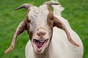 Help! Baby Goat Teeth Injury Treatment At Home Guide | Baby Care 101: Essential Tips for Happy, Healthy Babies