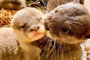 Adorable! Disney's Animal Kingdom Baby Otters: Photos & Facts | Baby Care 101: Essential Tips for Happy, Healthy Babies