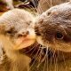 Adorable! Disney's Animal Kingdom Baby Otters: Photos & Facts | Baby Care 101: Essential Tips for Happy, Healthy Babies