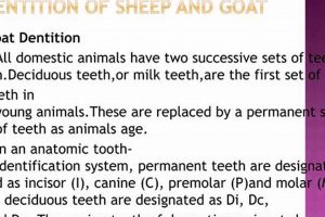 Baby Goat Teeth Trauma: Central Incisor Care Tips | Baby Care 101: Essential Tips for Happy, Healthy Babies