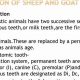 Baby Goat Teeth Trauma: Central Incisor Care Tips | Baby Care 101: Essential Tips for Happy, Healthy Babies