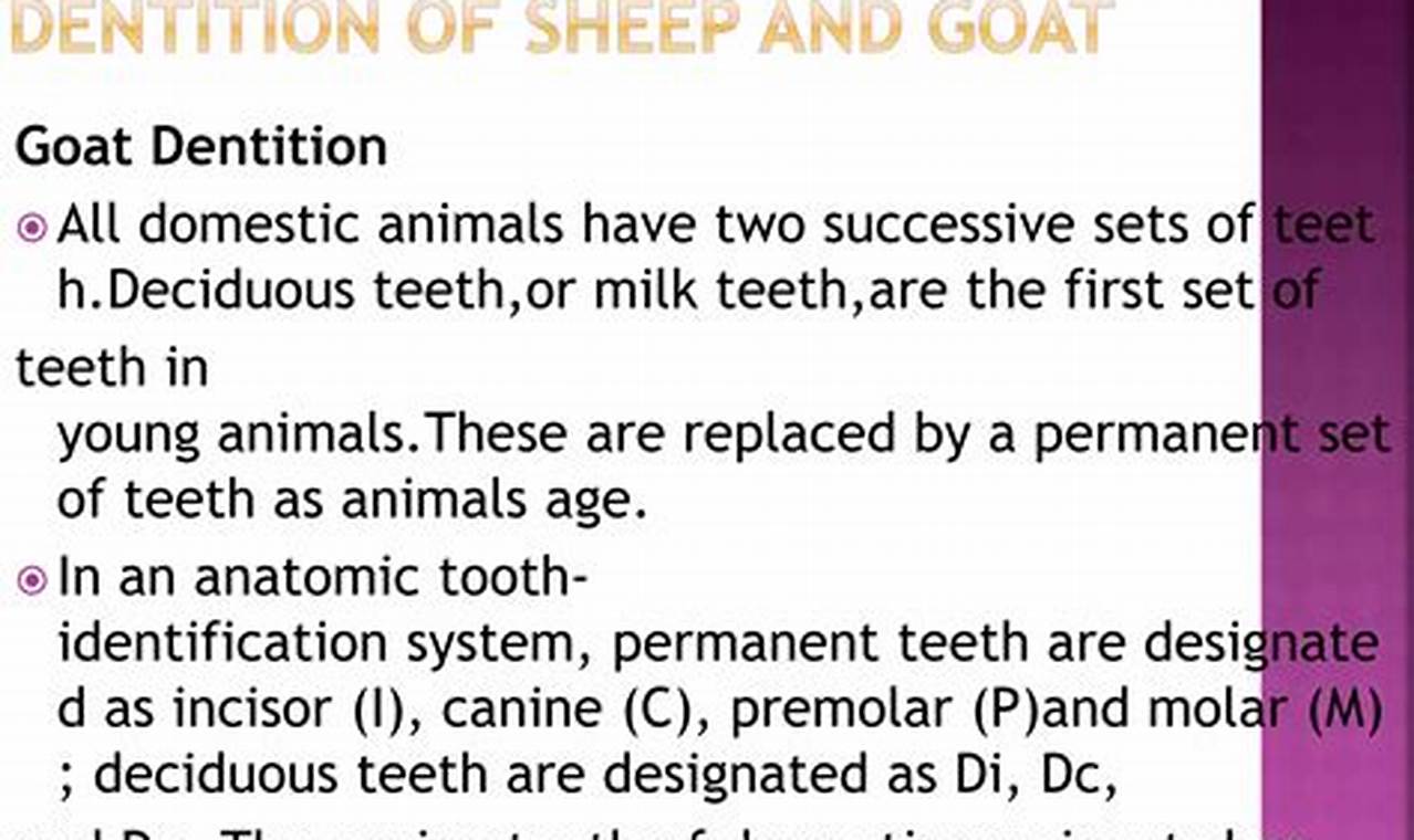 Baby Goat Teeth Trauma: Central Incisor Care Tips | Baby Care 101: Essential Tips for Happy, Healthy Babies