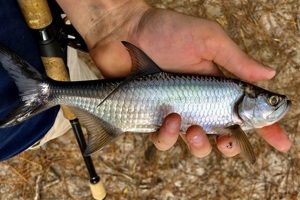 Tiny Tarpon: Secrets of Baby Tarpon Growth & Care | Baby Care 101: Essential Tips for Happy, Healthy Babies