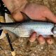 Tiny Tarpon: Secrets of Baby Tarpon Growth & Care | Baby Care 101: Essential Tips for Happy, Healthy Babies