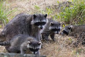 Raccoon Baby Boom: When DO Raccoons Have Babies? Timing & Tips | Baby Care 101: Essential Tips for Happy, Healthy Babies