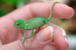Care for Your Tiny Treasures: Baby Chameleon Guide | Baby Care 101: Essential Tips for Happy, Healthy Babies