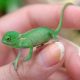 Care for Your Tiny Treasures: Baby Chameleon Guide | Baby Care 101: Essential Tips for Happy, Healthy Babies