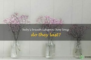 Baby's Breath Longevity: How Long Can Baby's Breath Last Without Water? | Baby Care 101: Essential Tips for Happy, Healthy Babies