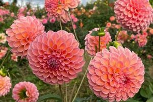 Grow Linda's Baby Dahlia: Care Tips &amp; Varieties | Baby Care 101: Essential Tips for Happy, Healthy Babies