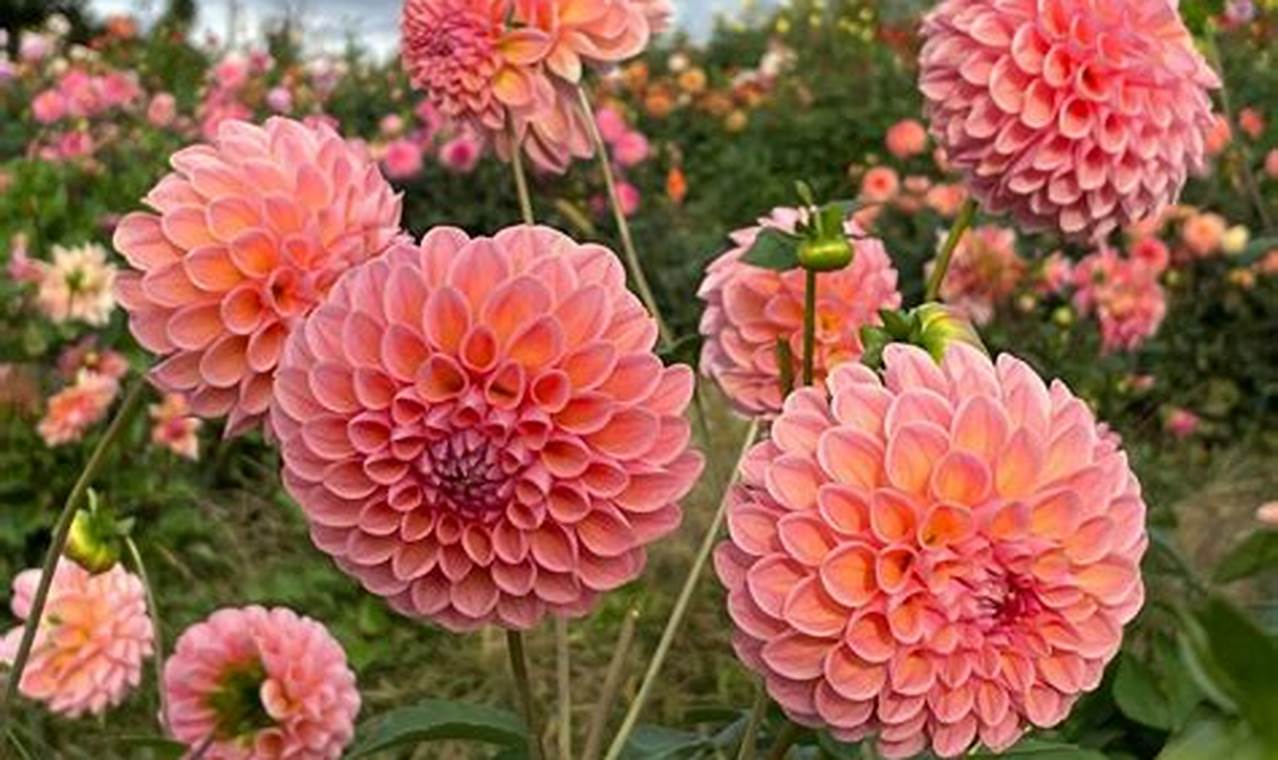 Grow Linda's Baby Dahlia: Care Tips &amp; Varieties | Baby Care 101: Essential Tips for Happy, Healthy Babies