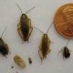 Little Pests: Baby German Roach ID & Control Tips | Baby Care 101: Essential Tips for Happy, Healthy Babies