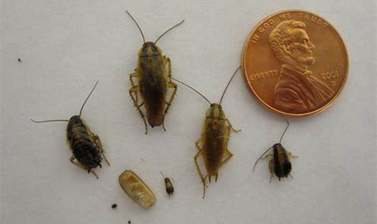 Little Pests: Baby German Roach ID & Control Tips | Baby Care 101: Essential Tips for Happy, Healthy Babies