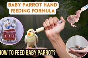 Find + Baby Bird Formula Near Me + Help Baby Care 101: Essential Tips for Happy, Healthy Babies Find + Baby Bird Formula Near Me + Help | Baby Care 101: Essential Tips for Happy, Healthy Babies