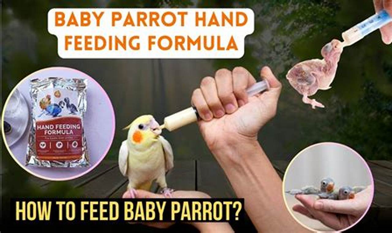 Find + Baby Bird Formula Near Me + Help | Baby Care 101: Essential Tips for Happy, Healthy Babies