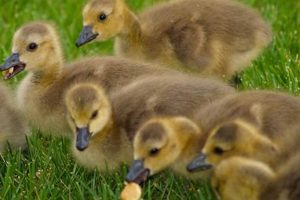 Feeding Baby Geese: What Do Baby Geese Eat? Guide | Baby Care 101: Essential Tips for Happy, Healthy Babies