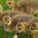 Feeding Baby Geese: What Do Baby Geese Eat? Guide | Baby Care 101: Essential Tips for Happy, Healthy Babies