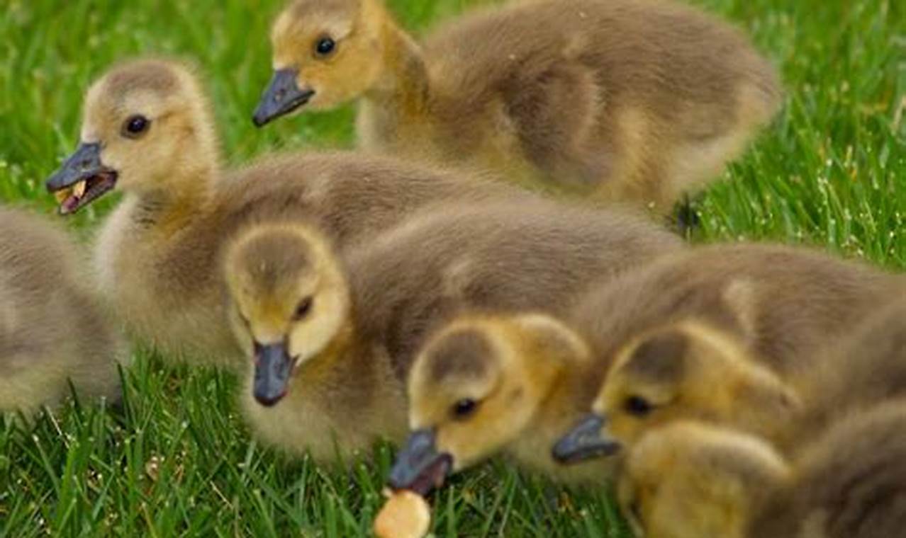 Feeding Baby Geese: What Do Baby Geese Eat? Guide | Baby Care 101: Essential Tips for Happy, Healthy Babies