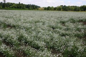 Explore a Breathtaking Baby's Breath Field Oasis! | Baby Care 101: Essential Tips for Happy, Healthy Babies
