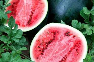 Grow Sweetness: Sugar Baby Watermelon Seeds for Tiny Gardens | Baby Care 101: Essential Tips for Happy, Healthy Babies