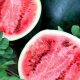 Grow Sweetness: Sugar Baby Watermelon Seeds for Tiny Gardens | Baby Care 101: Essential Tips for Happy, Healthy Babies
