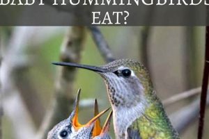 Baby Hummingbirds: What They Eat & How to Feed Them Baby Care 101: Essential Tips for Happy, Healthy Babies Baby Hummingbirds: What They Eat & How to Feed Them | Baby Care 101: Essential Tips for Happy, Healthy Babies