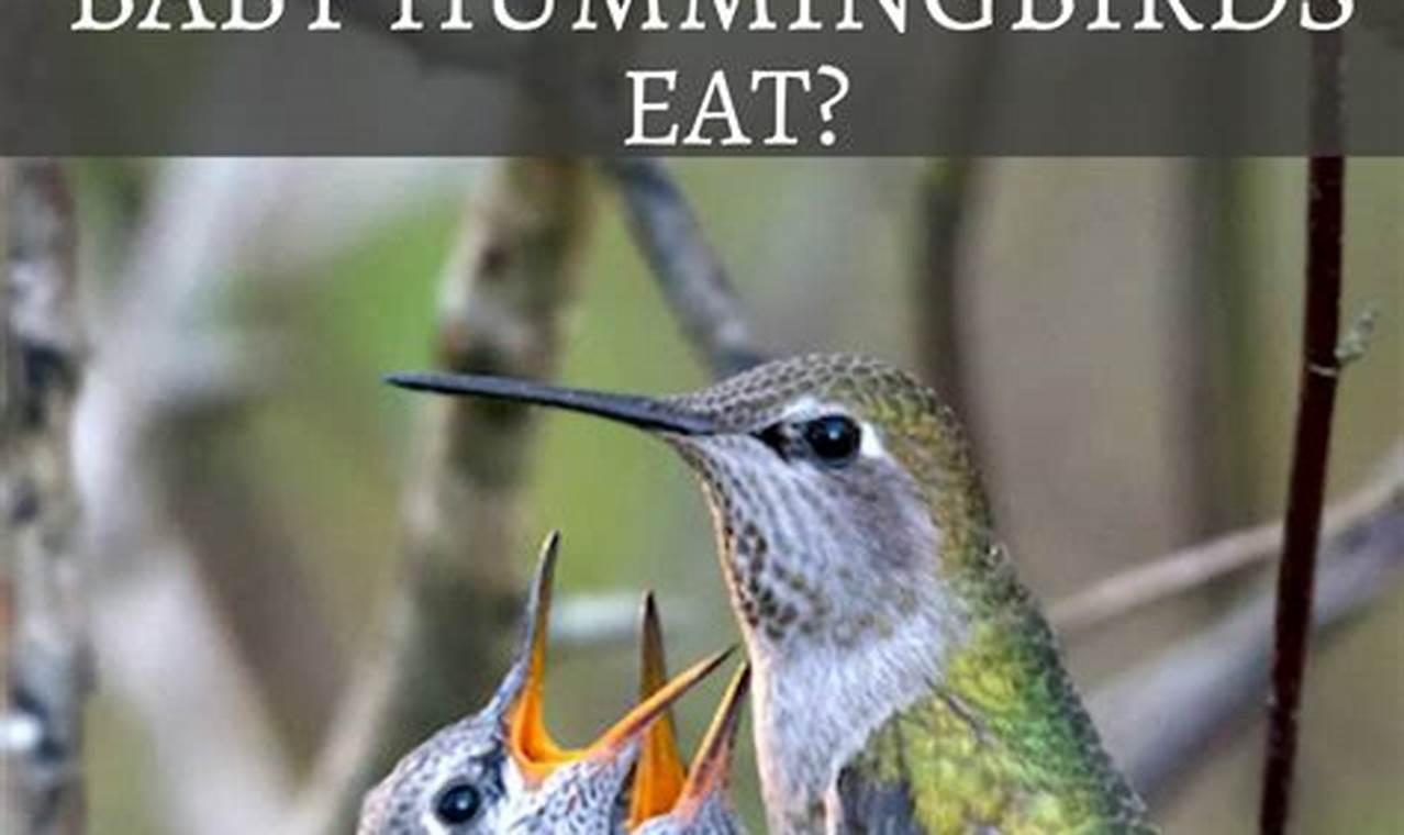 Baby Hummingbirds: What They Eat & How to Feed Them | Baby Care 101: Essential Tips for Happy, Healthy Babies