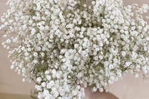 Buy White Baby Breath Flowers: Bouquets & More | Baby Care 101: Essential Tips for Happy, Healthy Babies