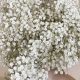 Buy White Baby Breath Flowers: Bouquets & More | Baby Care 101: Essential Tips for Happy, Healthy Babies