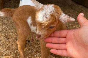 Find Adorable Baby Goats for Sale Near Me Now! | Baby Care 101: Essential Tips for Happy, Healthy Babies