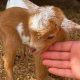 Find Adorable Baby Goats for Sale Near Me Now! | Baby Care 101: Essential Tips for Happy, Healthy Babies