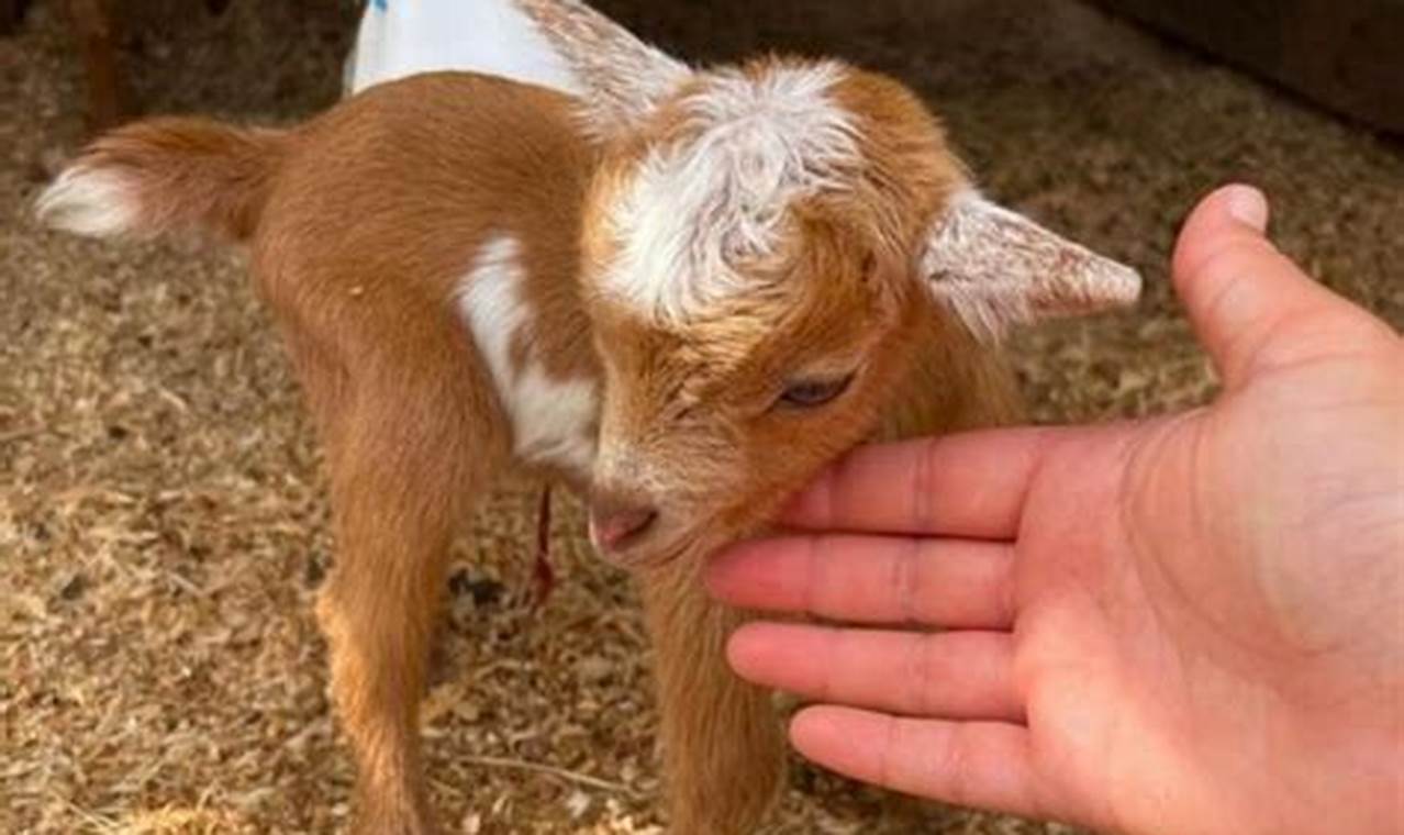 Find Adorable Baby Goats for Sale Near Me Now! | Baby Care 101: Essential Tips for Happy, Healthy Babies