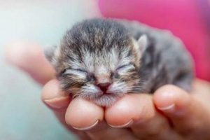 Baby Kittens: When DO They Open Their Eyes, EXACTLY? | Baby Care 101: Essential Tips for Happy, Healthy Babies