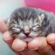 Baby Kittens: When DO They Open Their Eyes, EXACTLY? | Baby Care 101: Essential Tips for Happy, Healthy Babies