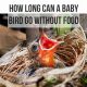 Baby Bird Food: How Long Can a Nestling Go Without Food? | Baby Care 101: Essential Tips for Happy, Healthy Babies