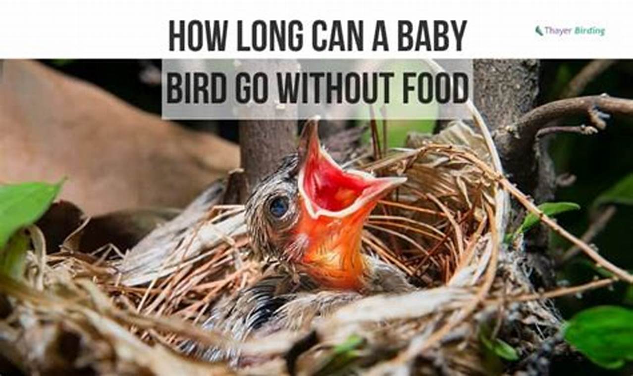 Baby Bird Food: How Long Can a Nestling Go Without Food? | Baby Care 101: Essential Tips for Happy, Healthy Babies