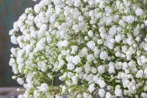 Delicate Baby's Breath in Vase: Ideas & Care | Baby Care 101: Essential Tips for Happy, Healthy Babies