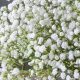 Delicate Baby's Breath in Vase: Ideas & Care | Baby Care 101: Essential Tips for Happy, Healthy Babies