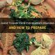 Guide to Bearded Dragon Baby Food: Nutritious Start | Baby Care 101: Essential Tips for Happy, Healthy Babies