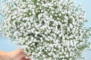Decoding Babys Breath Price: Cost & Arrangements | Baby Care 101: Essential Tips for Happy, Healthy Babies