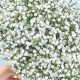 Decoding Babys Breath Price: Cost & Arrangements | Baby Care 101: Essential Tips for Happy, Healthy Babies