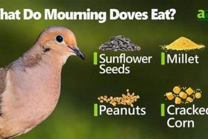 Nourishing Doves: Best Baby Food Choices &amp; Care Tips | Baby Care 101: Essential Tips for Happy, Healthy Babies
