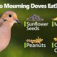 Nourishing Doves: Best Baby Food Choices &amp; Care Tips | Baby Care 101: Essential Tips for Happy, Healthy Babies