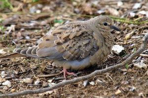 All About: Mourning Dove Baby Care Tips | Baby Care 101: Essential Tips for Happy, Healthy Babies