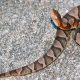 NC's Baby Copperhead: Identification & Safety Guide! | Baby Care 101: Essential Tips for Happy, Healthy Babies