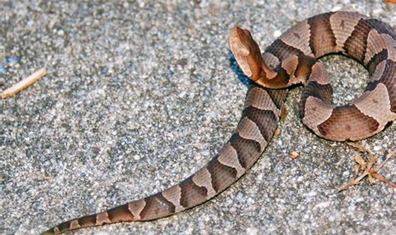 NC's Baby Copperhead: Identification & Safety Guide! | Baby Care 101: Essential Tips for Happy, Healthy Babies